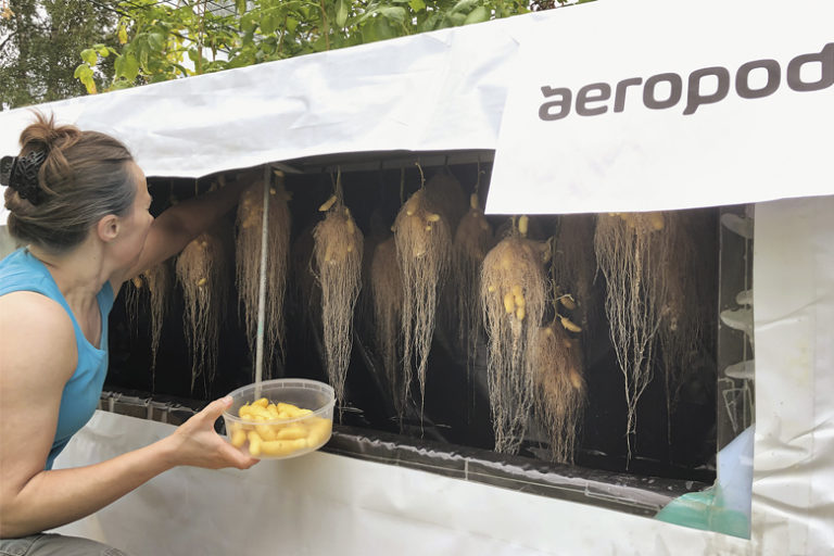 Ilmaviljelty perunaOuti Hermans kerää perunasatoa Siukkulan tilalla Ylistarossa. KUVA Siukkula